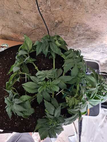 Growreport Bild 21