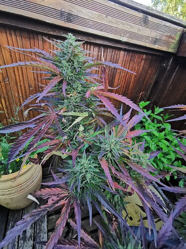 Growreport Bild 5