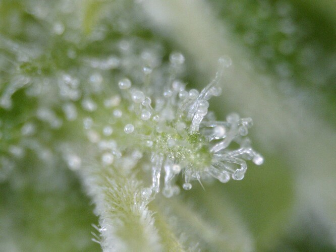 trichome03-20250601