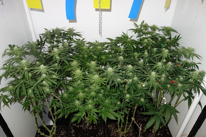 Growreport Bild 4