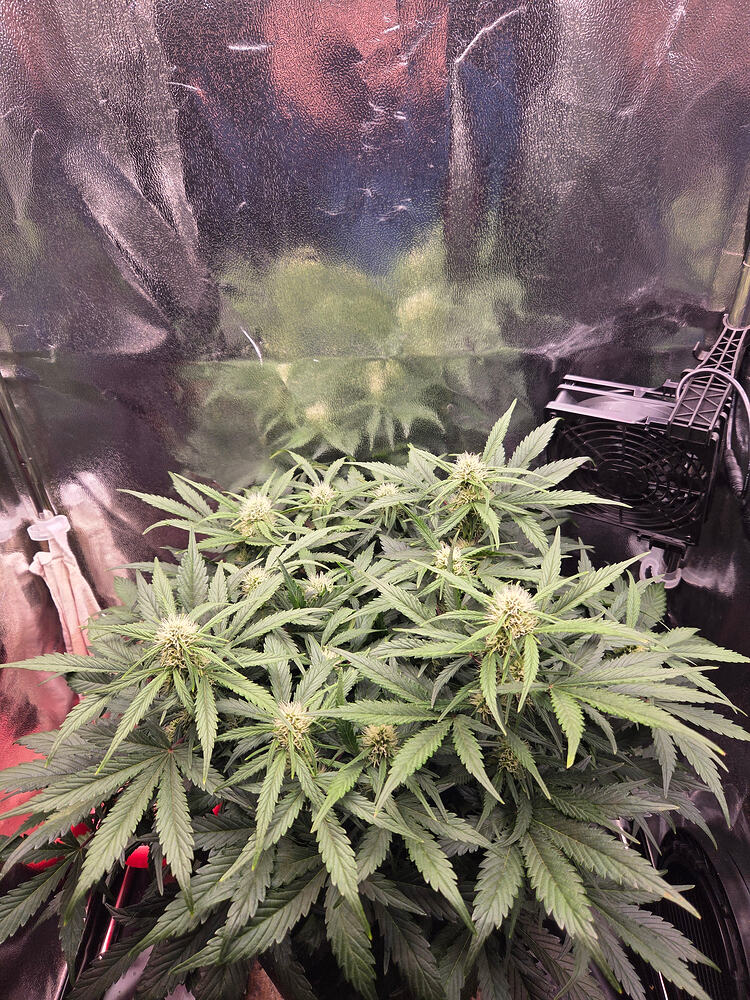 Enrico wird Hanfluencer - Cherry Kush Coke Auto, sponsored by Linda