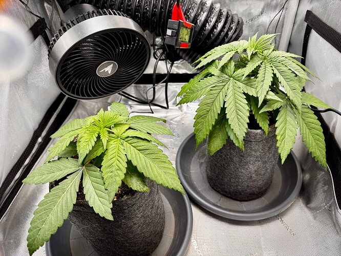 Growreport Bild 1