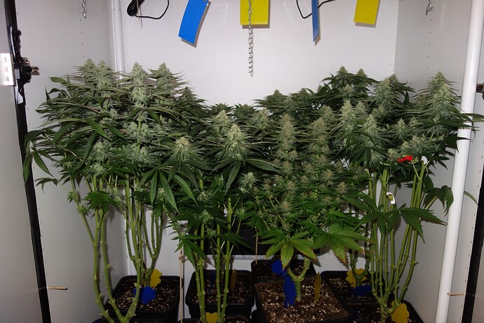 Growreport Bild 1