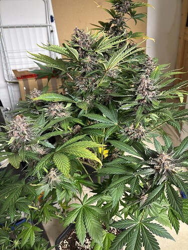 Growreport Bild 44
