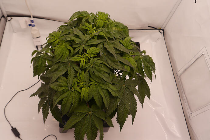 Growreport Bild 1