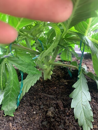 Growreport Bild 19