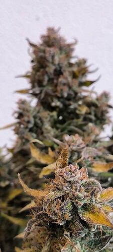 Growreport Bild 38