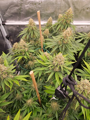 Growreport Bild 17