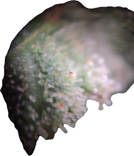 Growreport Bild 15
