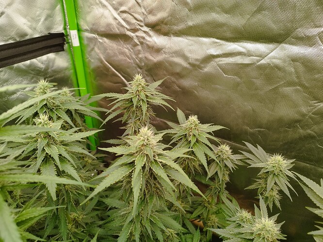 Mehrere Cannabis-Pflanzen in der Blütephase in einem Zelt, mit sichtbaren Blütenständen und Blättern.