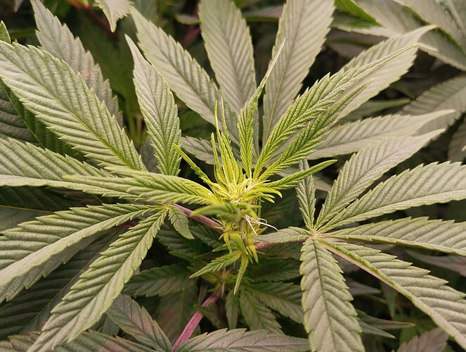 Growreport Bild 2