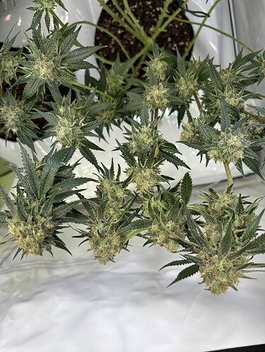 Growreport Bild 18