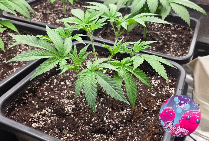 Growreport Bild 8