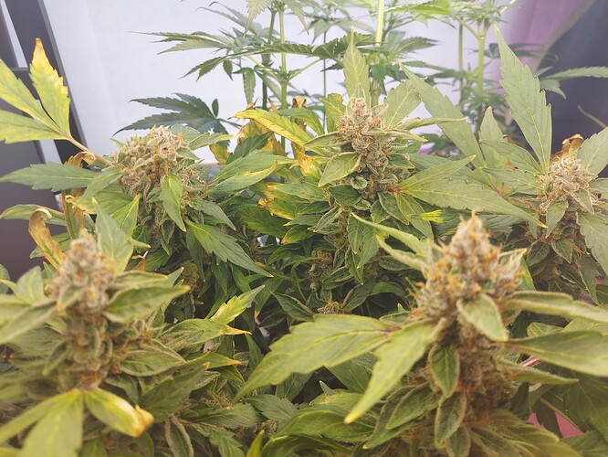 Growreport Bild 2