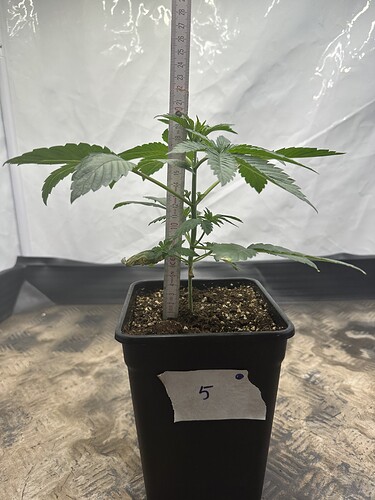 Growreport Bild 13