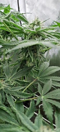 Growreport Bild 15
