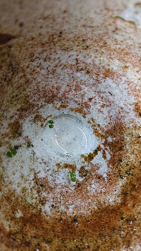 Growreport Bild 41
