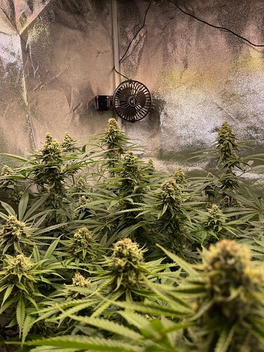 Growreport Bild 35