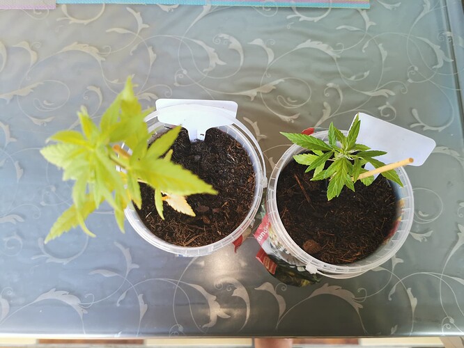Growreport Bild 2