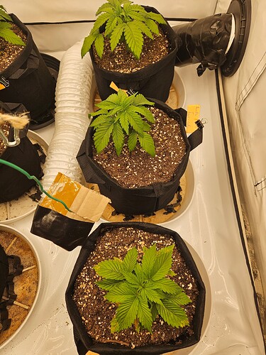 Growreport Bild 19