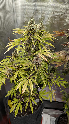 Growreport Bild 1