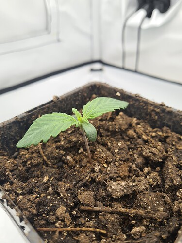Growreport Bild 9