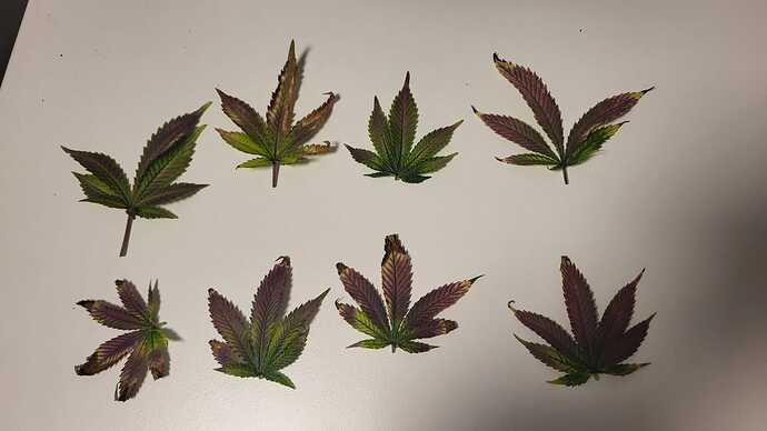 Growreport Bild 8