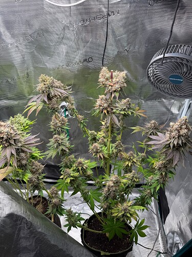 Growreport Bild 3