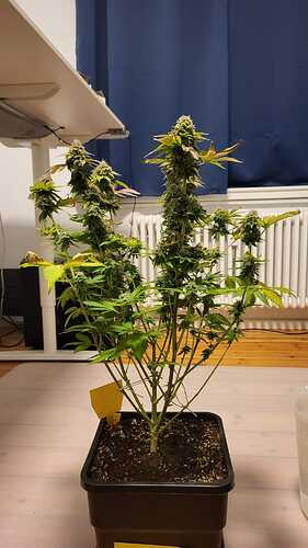 Growreport Bild 27