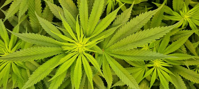 Growreport Bild 2