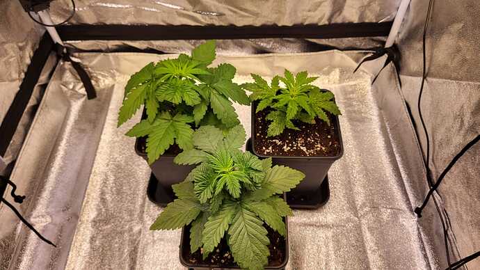 Growreport Bild 2