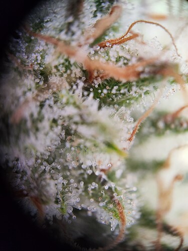 Growreport Bild 4
