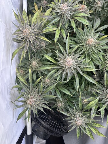 Growreport Bild 7