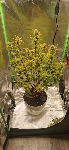 Growreport Bild 3