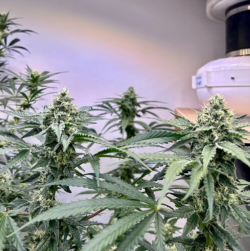 Growreport Bild 4