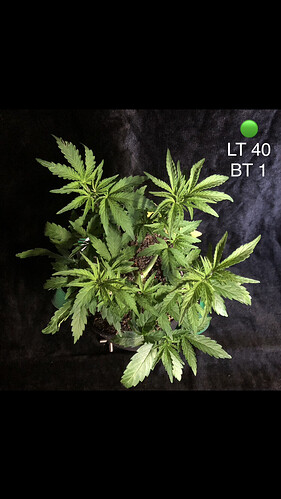 Growreport Bild 10