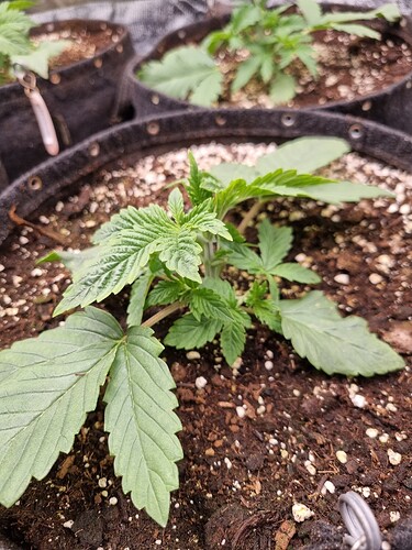Ein junger Cannabissämling in einem Stofftopf, mit weiteren Pflanzen im Hintergrund.