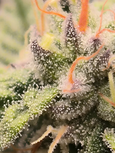 Growreport Bild 12