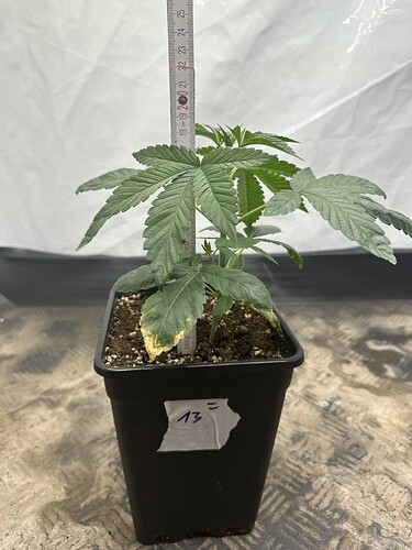 Growreport Bild 27
