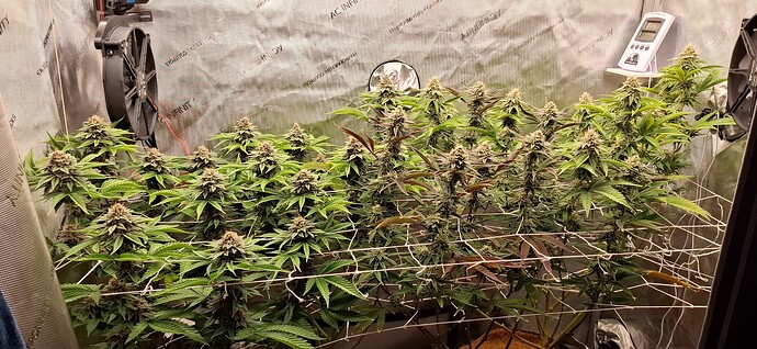 Growreport Bild 4