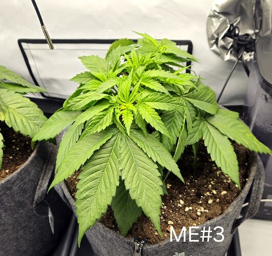 Growreport Bild 19
