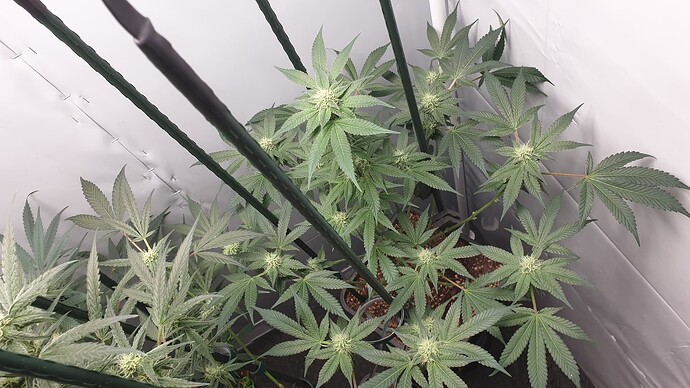 Growreport Bild 3