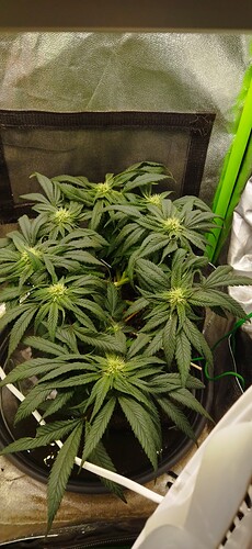 Growreport Bild 5