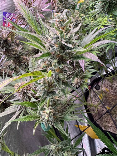 Growreport Bild 34