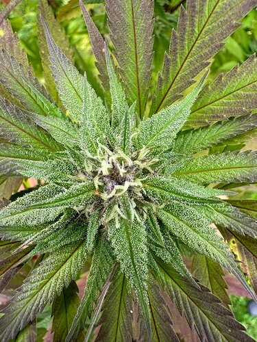 Growreport Bild 7