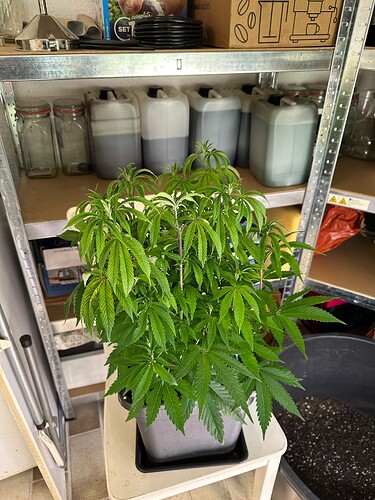 Growreport Bild 39