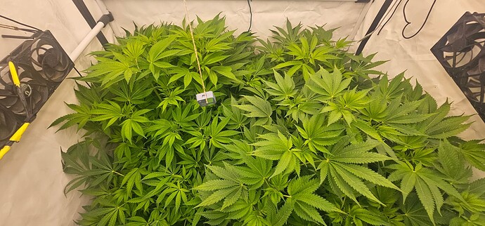 Growreport Bild 5