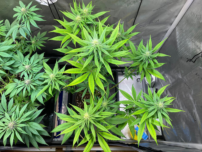 Growreport Bild 45
