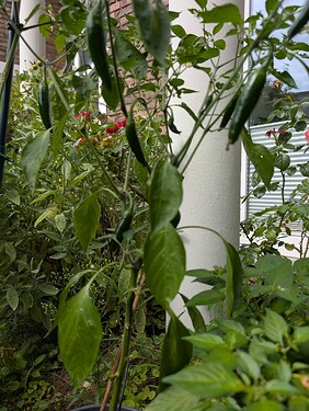 Growreport Bild 13