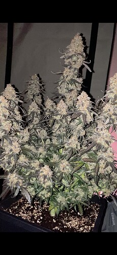 Growreport Bild 13